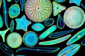 Pre-Cambrian Life: Prokaryotes and BGA