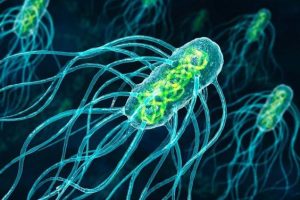 Reproduction of Protozoa