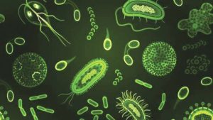 What is Protozoa?