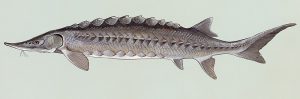 Introduction to Chondrostei
