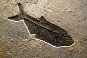 Internal Features of Fish