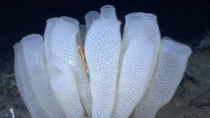 Canal Systems in Sponges