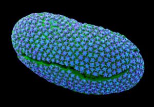 Phylum Euglenozoa: A Group with Flexible Pellicle