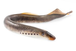 Distribution of Lampreys