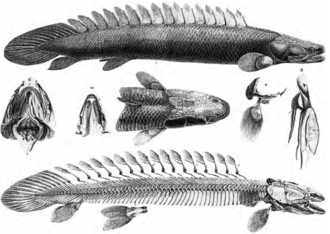 Introduction to Chondrostei - EazyBio: Educate, Elevate, Empower