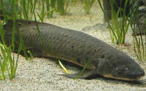 Introduction to Lungfish