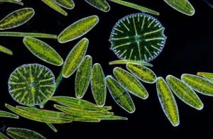 Paramecium: A Representative Free-Living Ciliate