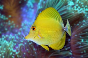 Biogeography of Fishes