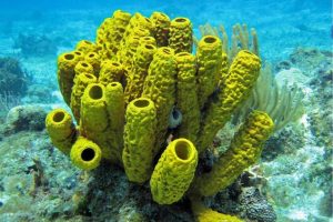 Phylum Porifera: Sponges