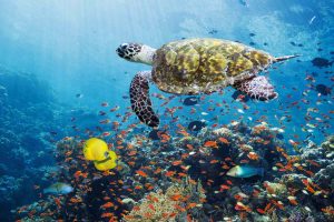 Marine Fishes: Coastal Region and Shallow Seas