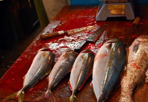 Blood of Fishes