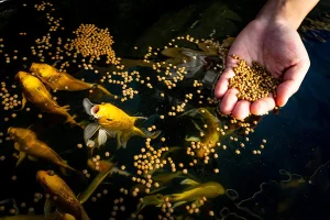 Food Choices of Fish