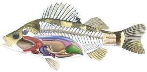 The Kidney of Fishes