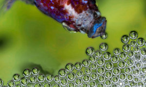 The Osmotic Problem of Fishes