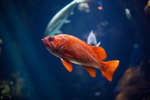 Circulation in Fishes: Primary and Secondary