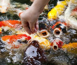 Foods and Characteristic Adaptations of Fishes