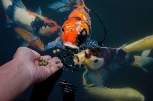 Food Capture by Fishes