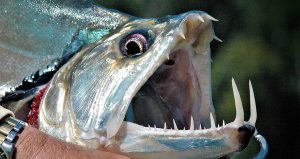 Teeth of Fishes