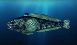Blood of Fishes: Anti-Freeze Proteins