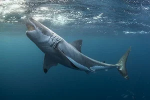 Osmoregulation in Chondrichthyes
