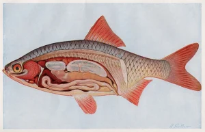 The Digestive Tracts of Fishes