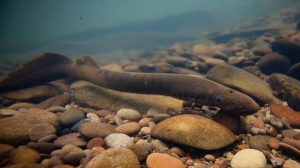 Respiration in Hagfish and Lampreys