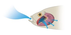 Respiration of Fish Larva