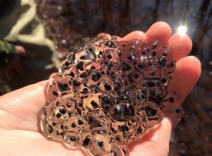 Fecundity and Egg Size of Fishes