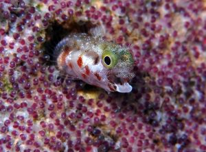 Incubation of Fishes