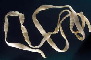 Taenia saginala: Beef Tapeworm