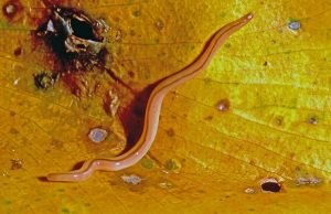 Phylum Nemertea