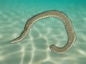 Phylum Gnathotomulida