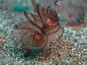 Phylum Brachiopoda and Phylum Phoronida
