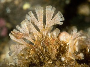 Phylum Ectoprocta (Bryozoa)