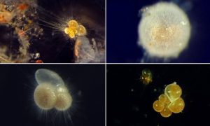 Rotifers: Reproduction