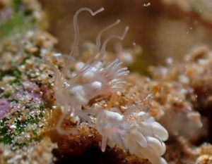 Phylum Entoprocta