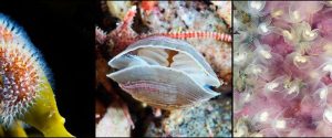 Lophophorates: An Introduction