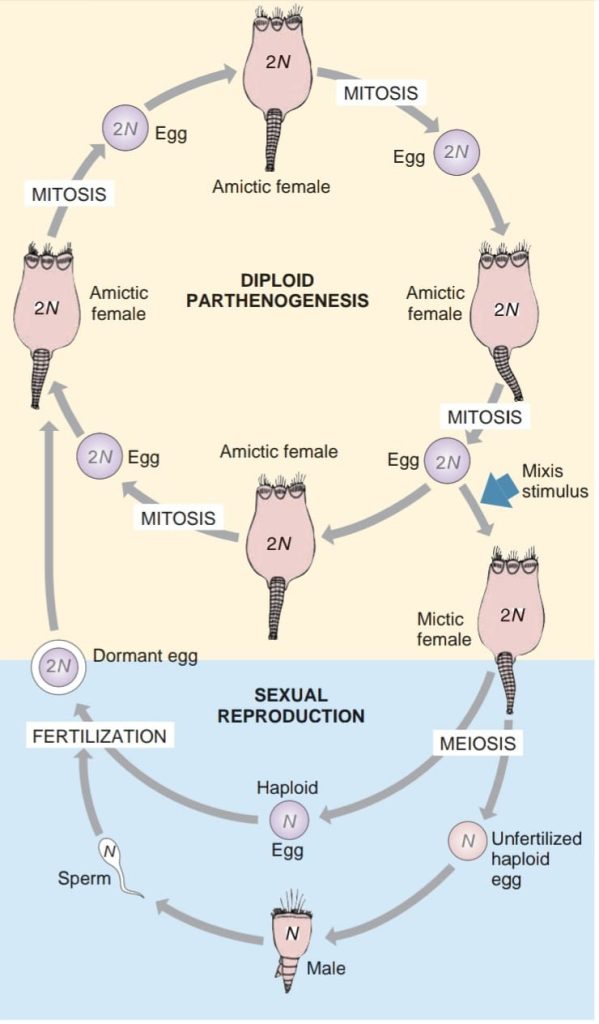 Rotifers: Reproduction - EazyBio: Educate, Elevate, Empower