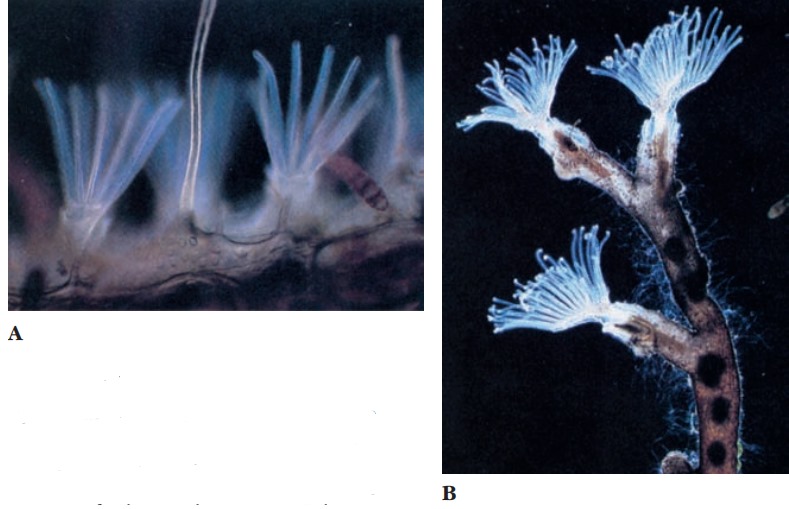 Phylum Ectoprocta (Bryozoa) - EazyBio: Educate, Elevate, Empower