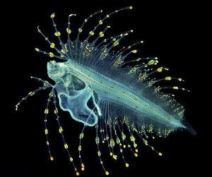Phylum Rotifera: External and Internal Feature