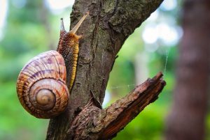 Gastropoda: Internal Form and Functions