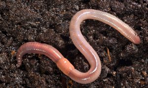 An Introduction to Phylum Annelida