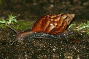 Gastropoda: Feeding Habits