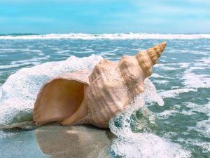 Gastropoda: Torsion and Coiling