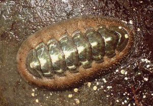 Classes of Molluscs: Polyplacophora, Scaphopoda