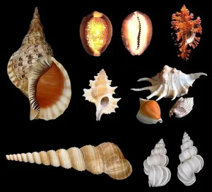 Major Groups of Gastropods