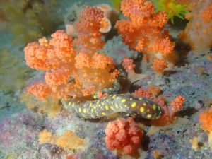 Classes of Molluscs: Caudofoveata, Solenogastres