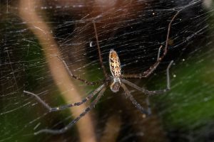 Class Arachnida (Spiders)