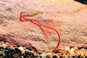 An Introduction to Class Oligochaeta