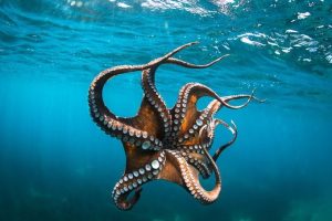 Class Cephalopods